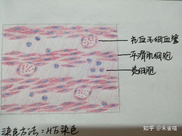 组胚学与病理学实验红蓝铅笔报告册