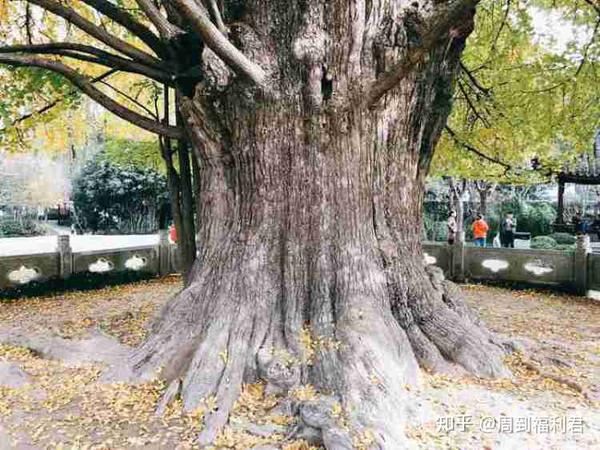 这个最美的银杏季,如何能错过1200年的上海银杏树王?