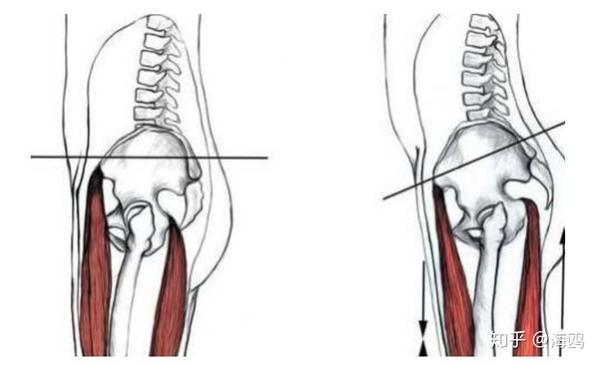 瑜伽解剖-腘绳肌:大腿后侧为什么总是这么紧?
