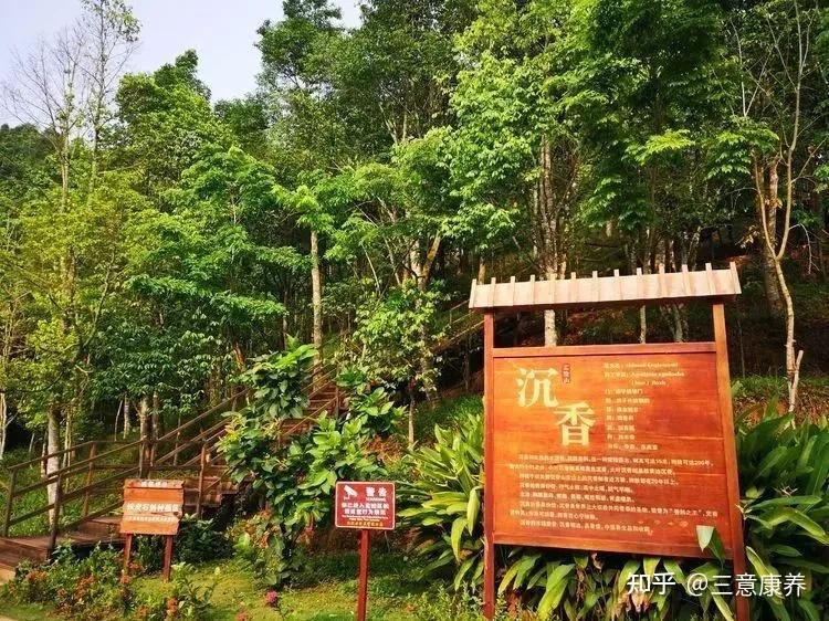 基地的沉香园沿着山顶方向修建好了一条长约500米的爬山栈道偶尔爬