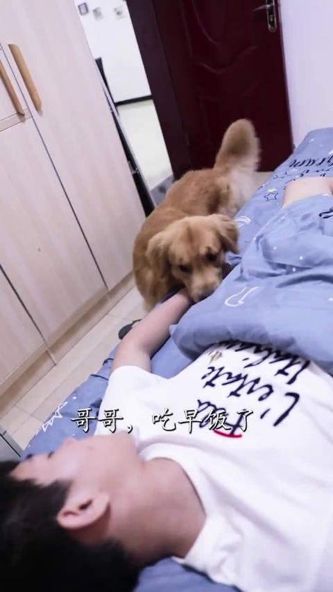 狗子这种舞狮行为是什么意思?