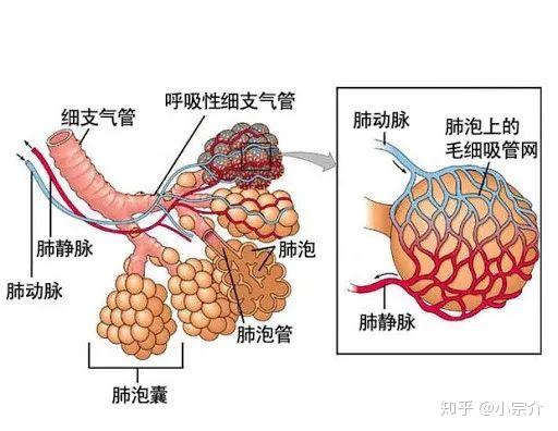 肺部结构及肺泡