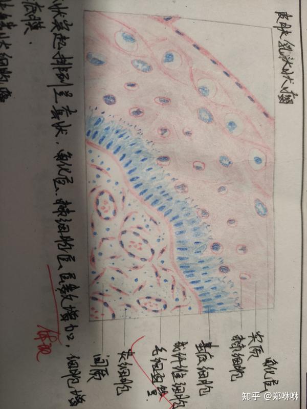 老师讲后要注意的点:类上皮细胞和淋巴细胞的比例,类上皮细胞居多