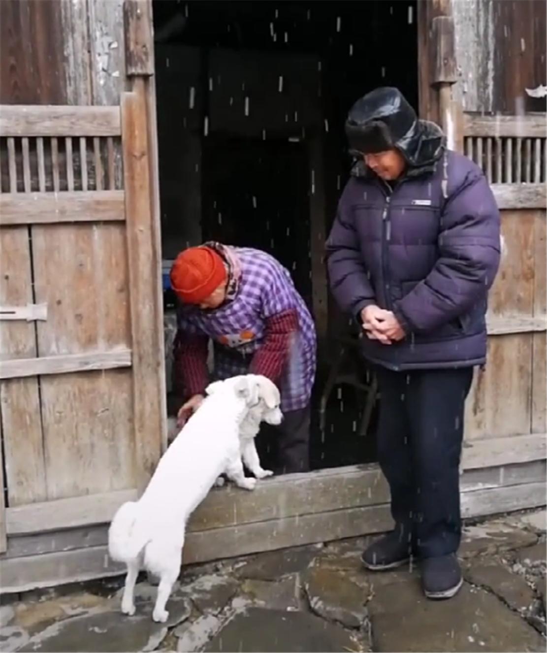 下雨下雪狗欢喜