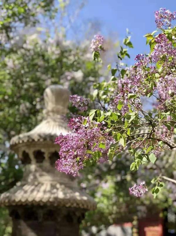 北京法源寺--丁香花