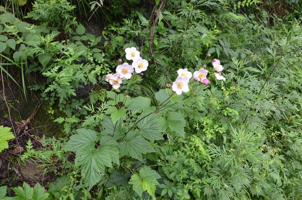 野棉花