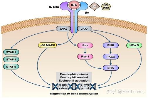 白介素5受体由特异性α链(il-5rα)和非特异性β链组成,β同时能够与