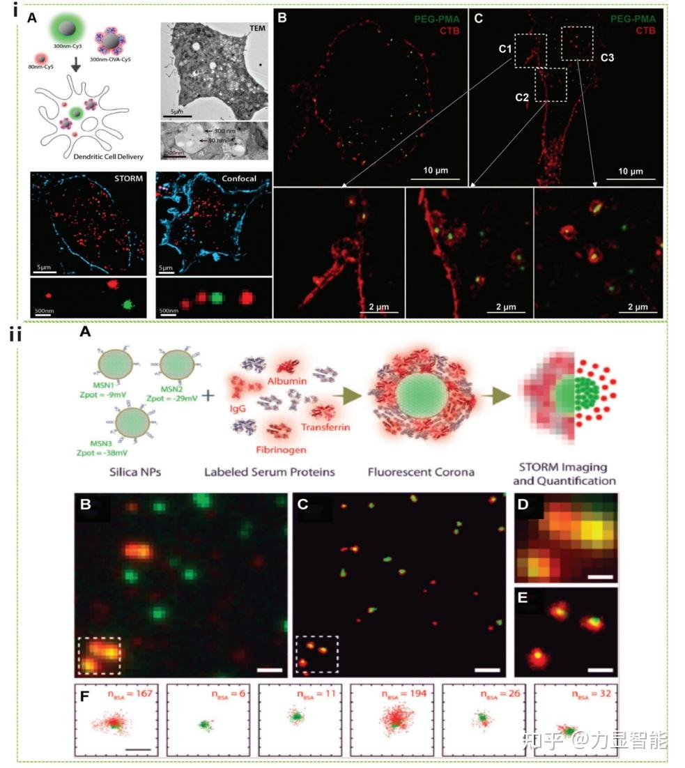 研究综述 用于研究纳米细胞相互作用的超分辨率荧光显微镜的进展 知乎