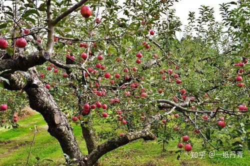 与"果园仙境"合作中苹果园的风景