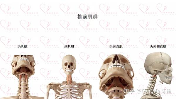 椎前肌群=头长肌 颈长肌 头前直肌 头外侧直肌