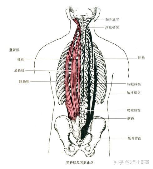 肌纤维横向分布 起点:第7～12肋骨内面,胸腰筋膜,髂嵴和腹股沟韧带