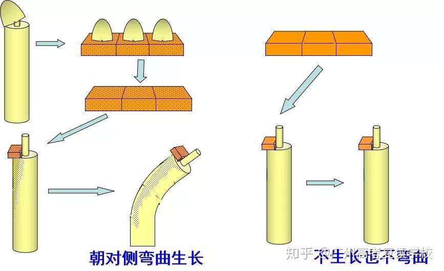 1928年 温特的实验