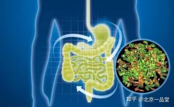 肠道是危重症患者发生多器官功能障碍的发动机