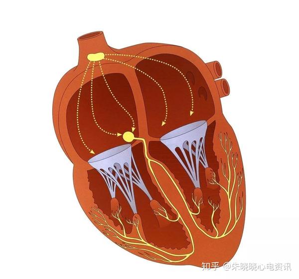 临床实用心电图入门第一讲心脏电生理与心电图时间