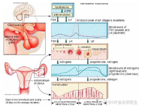 高龄试管备孕-全面了解女性激素,平衡与转化