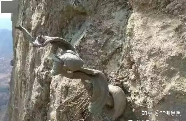 为什么说崖柏是悬崖峭壁上的木黄金