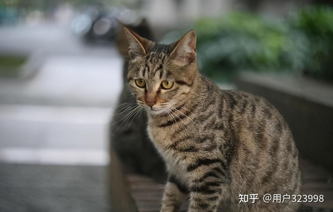 1,中国狸花猫