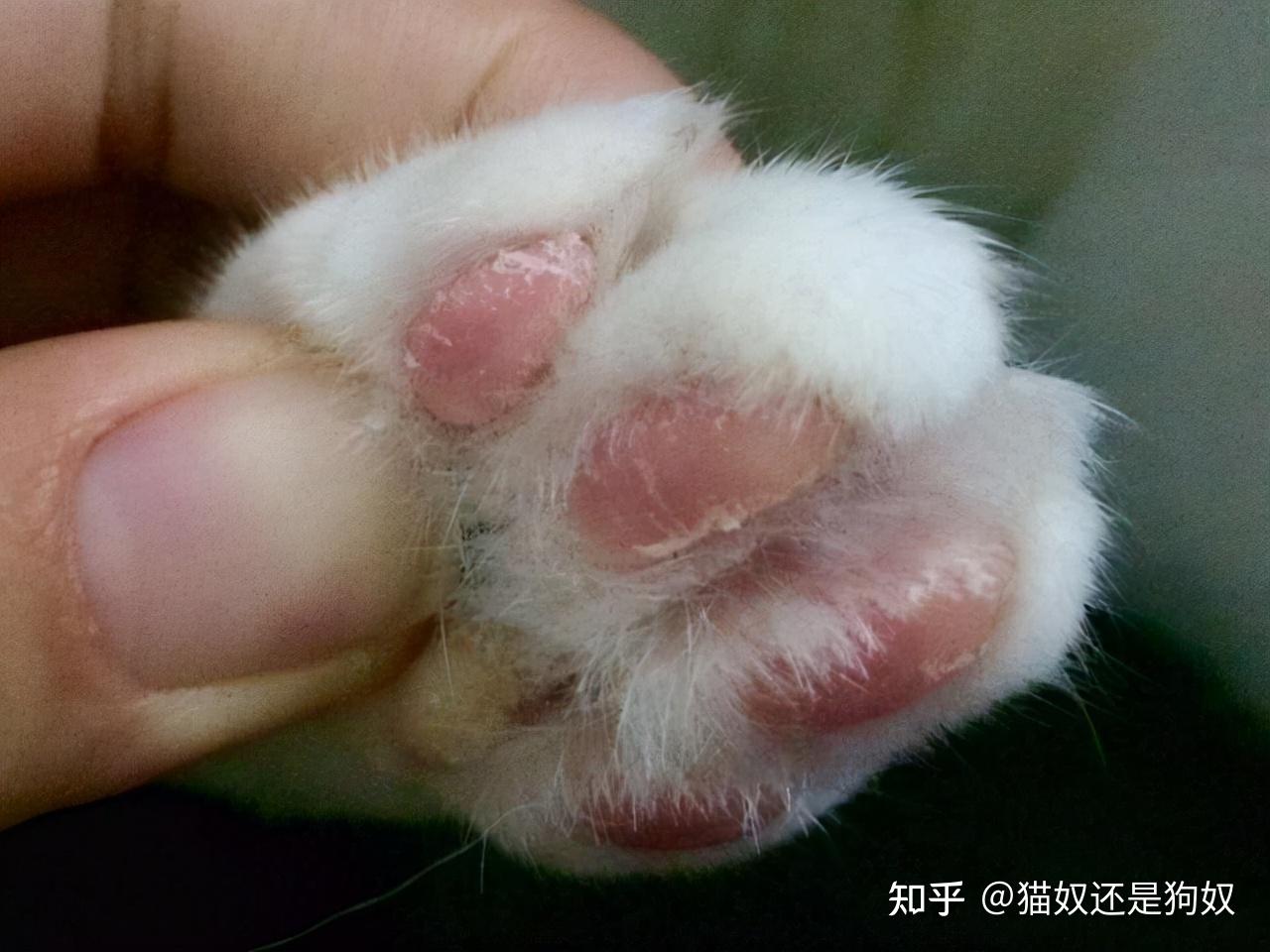 猫咪为什么要舔爪子原因有几个可能是生病了