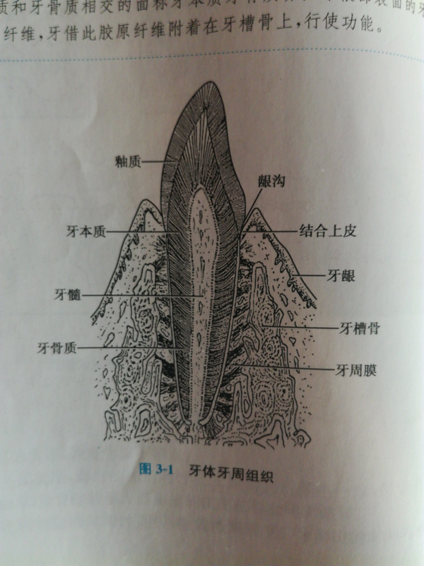 人的牙齿分软硬两种组织,硬组织由牙釉质,牙骨质,牙本质组成,软组织