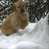 狗狗 | 猫咪 | 宠物 | 领养 | 搞笑 | 有爱微信id:q_catdog长按