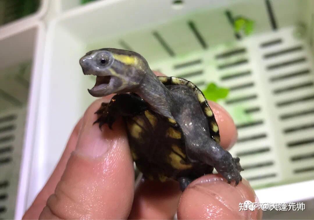浅谈龟种果核泥龟袖珍玲珑美娇娘