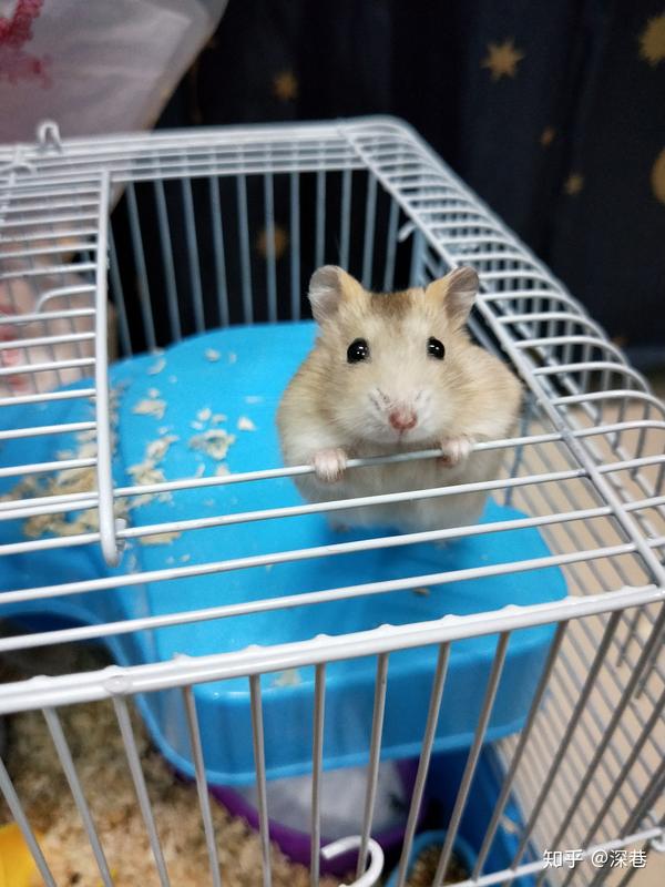 仓鼠会发出什么声音?