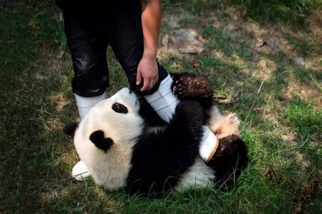 大熊猫一直是濒危动物,数量稀少.