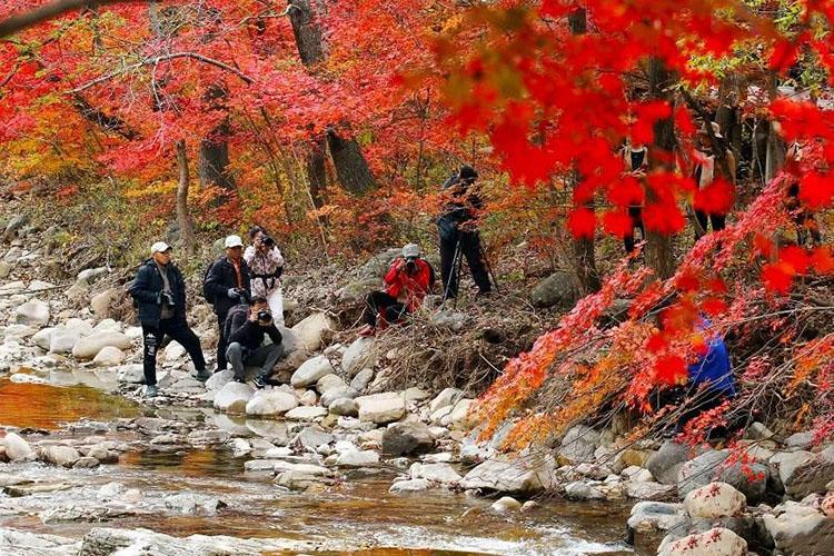 森林探险|枫叶大赏,就在蒲石河森林公园