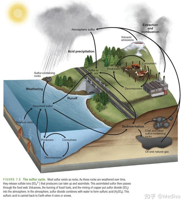 最终转化成氮气释放到大气层,继续循环 phosphorus cycle 磷循环依托