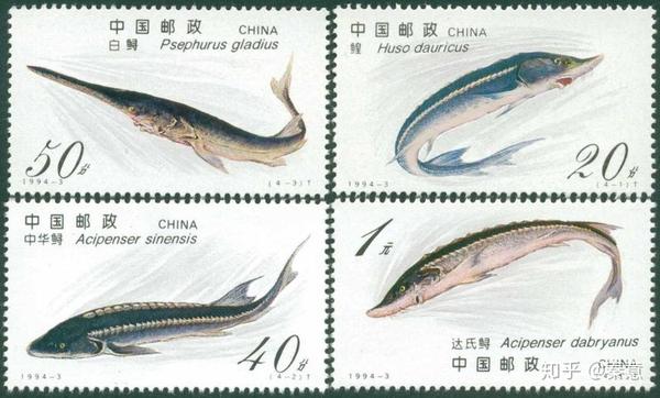 是白鲟( psephurus gladius),中华鲟( acipenser sinensis),达氏鲟