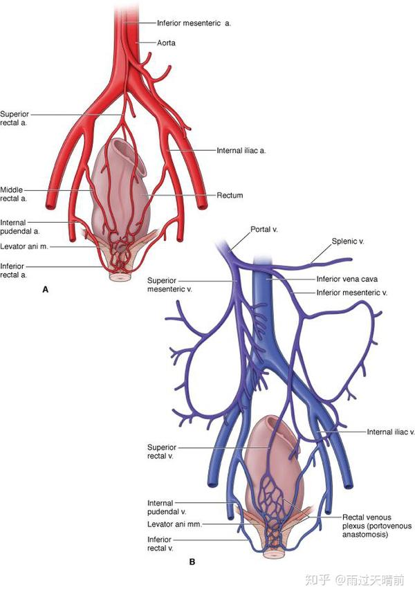 直肠血液供应:动脉系统(红色)静脉系统(蓝色)