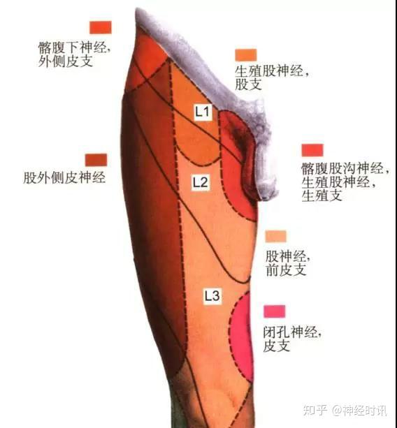 小腿前内侧面至足的内侧缘 股神经干体表定位  腹股沟韧带的中点之后