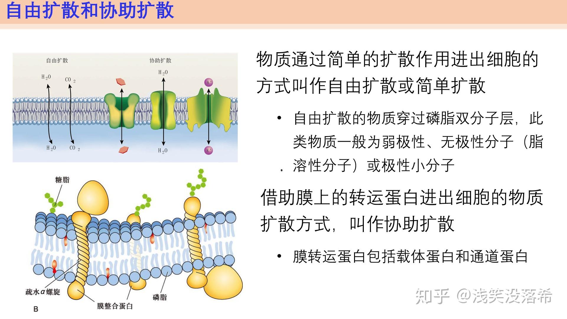 41被动运输新教材人教版2019高中生物必修一课件