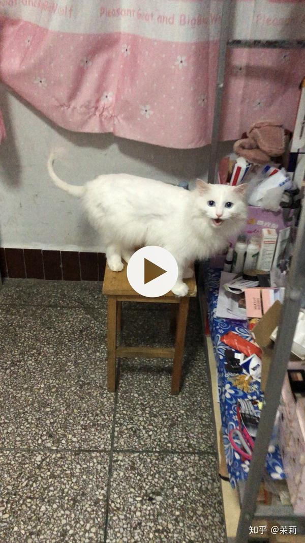 临清鸳鸯眼狮子猫还有吗?