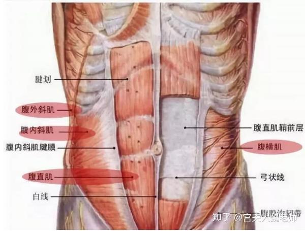 难道是胖的?其实也有可能是腹直肌分离在作祟. 什么是腹直肌分离?