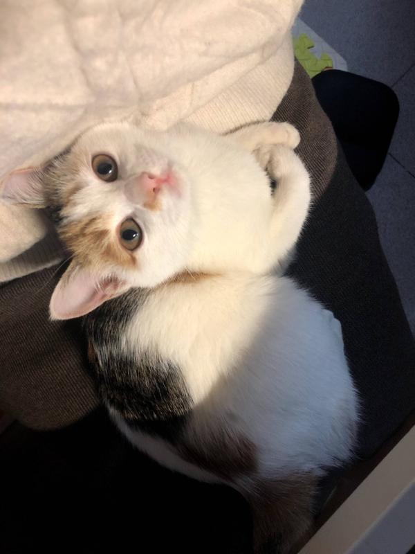 土猫好土猫好,土猫是爸妈的小棉袄,领养吧(滑稽gif)