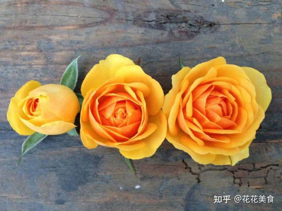 [阳台月季推荐] 丹麦无限系列