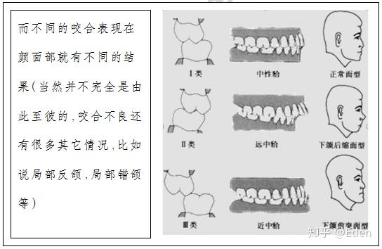 牙齿矫正攻略(四)什么是牙齿的咬合关系?
