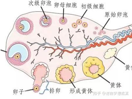 积极备孕的女性可能都知道卵泡的概念,根据卵泡发育过程的形态和功能