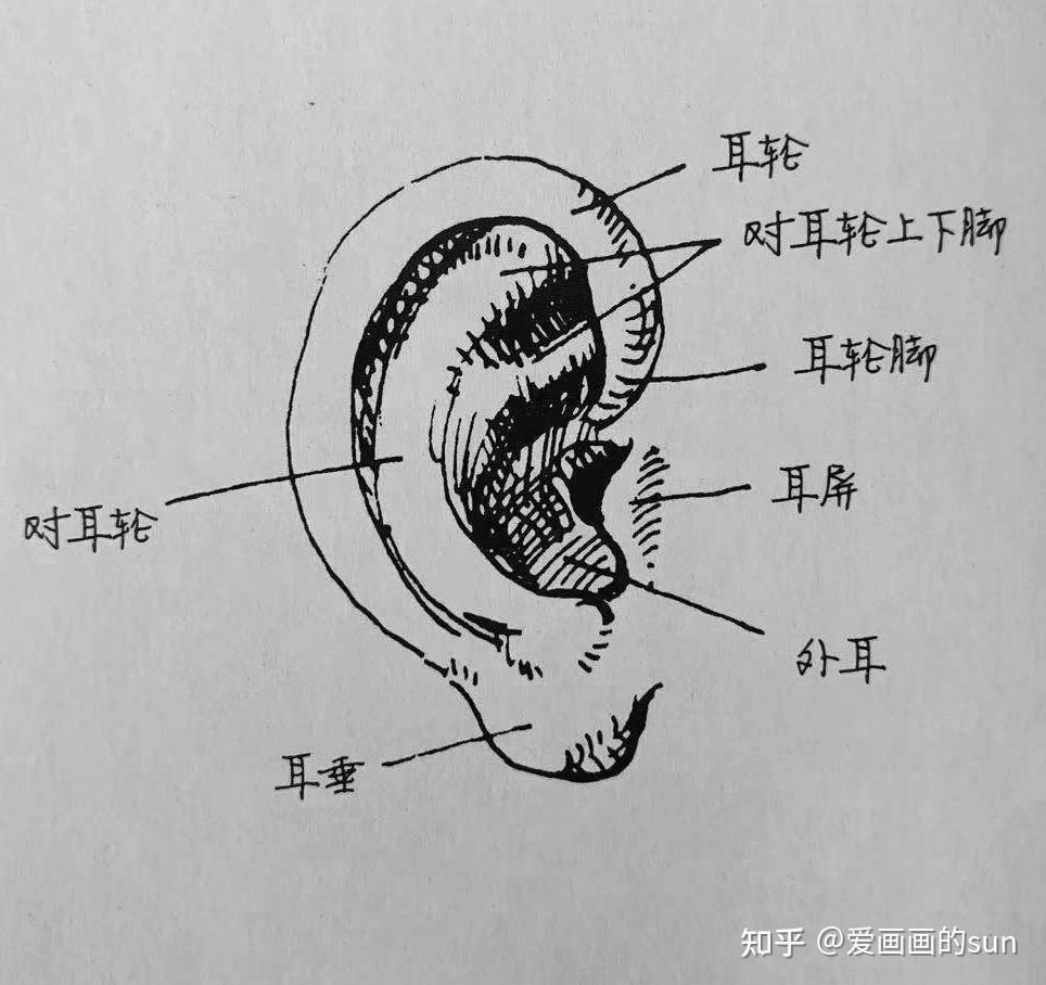 对耳轮则有一条尾巴,是一个英文字母y的形状.