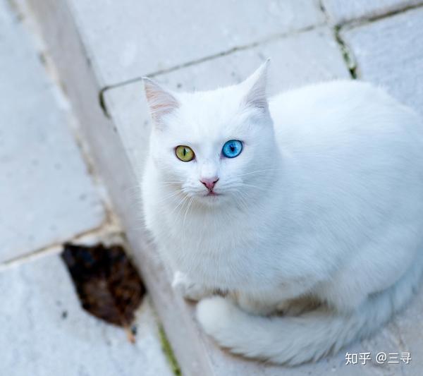 异色瞳的白猫真的很美.