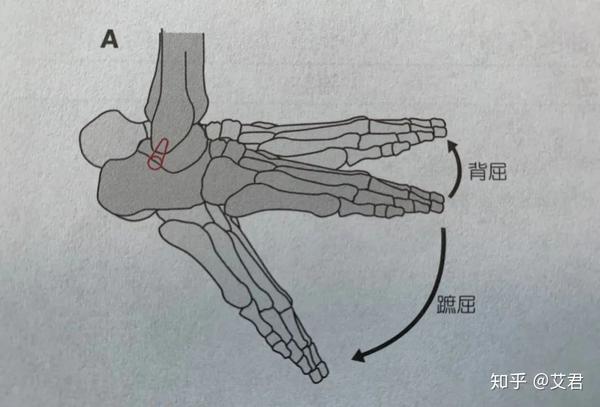 b,关节之二:距下关节——红色标记的,这个关节是将"距骨"与跟骨(我们