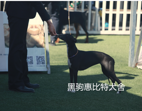 北京惠比特犬舍--黑驹惠比特犬舍