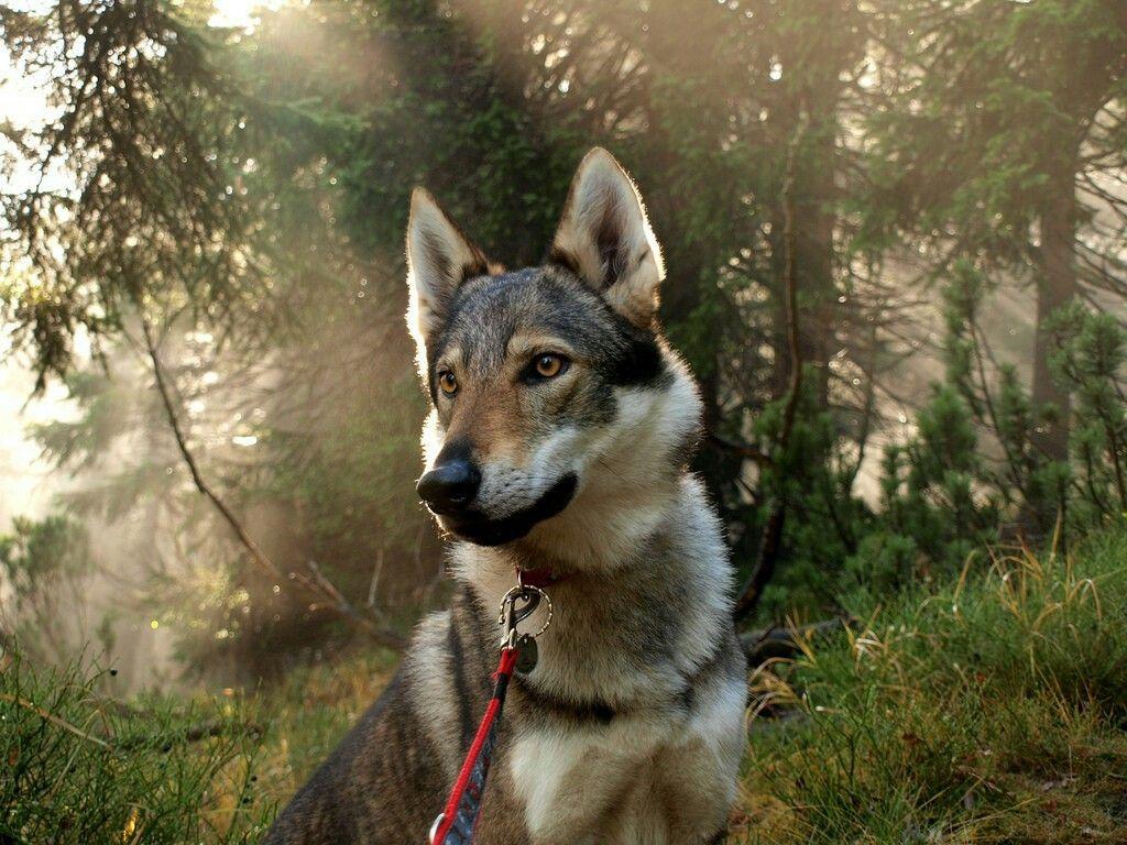 之后,所有的捷克狼犬开始封闭式培育,直到捷克狼犬的真正诞生.