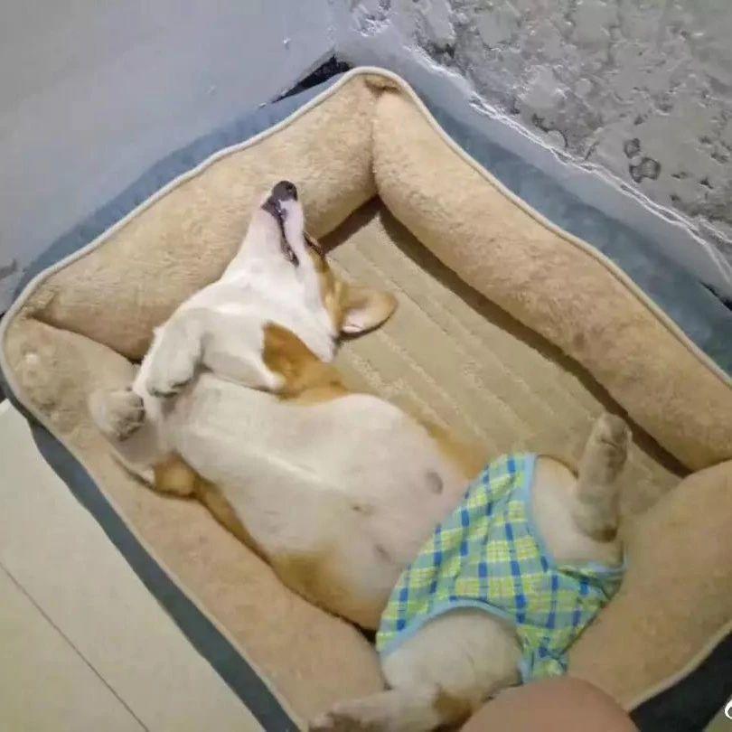 当狗狗来了大姨妈丧心病狂的主人们纷纷po出邪恶照