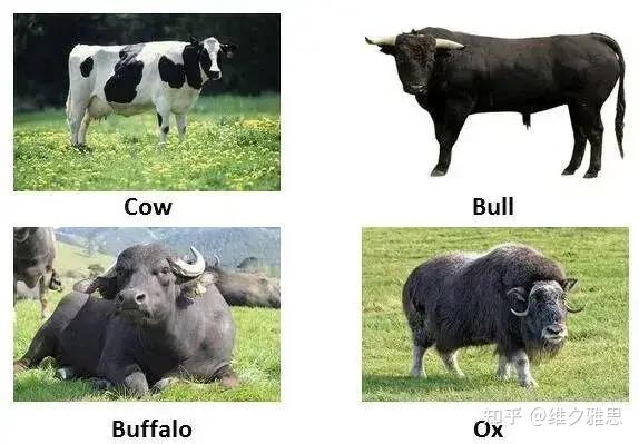 牛年的牛英语到底是cowbull还是oxcattle