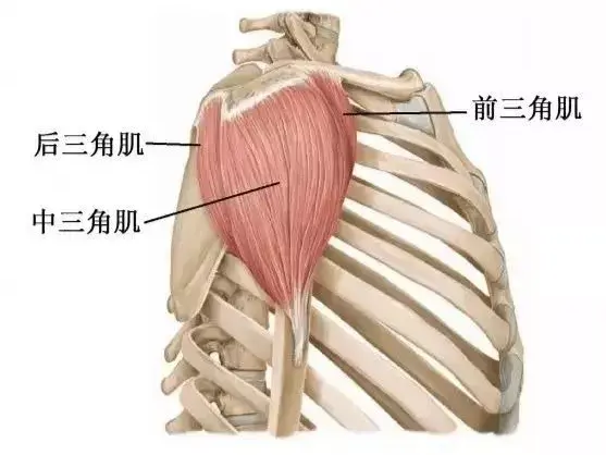 【肩部肌肉初体验】 肩部肌组成主要由三角肌组成,三角肌分前中后三束