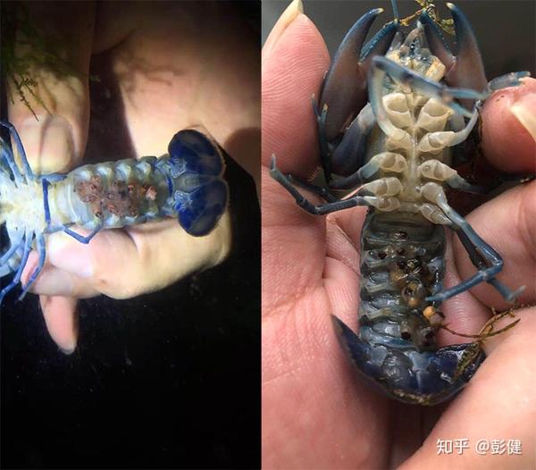 澳比杜斯珍珠天空蓝魔虾与人工天空蓝魔虾的区别
