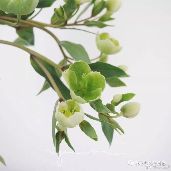 67绿菟葵绿色可爱的草本植物花语却是刺