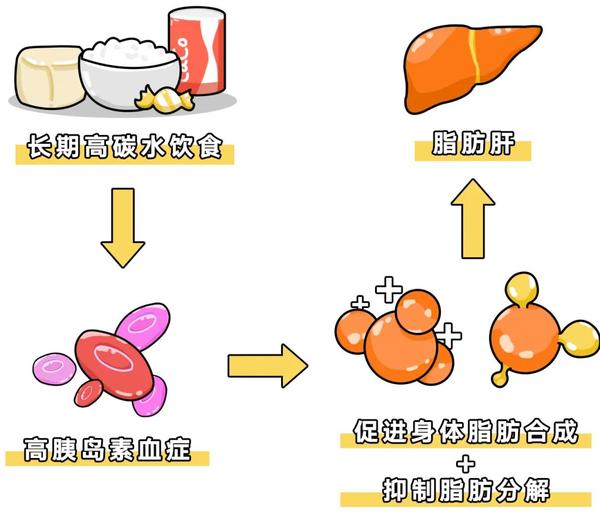 长期高碳水食物会让体内胰岛素过高,而胰岛素会促进身体脂肪合成